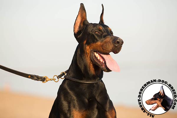 Doberman leather leash of lightweight material with brass plated hardware for daily activity