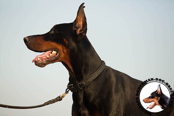 Doberman leather leash with strong hardware for improved control