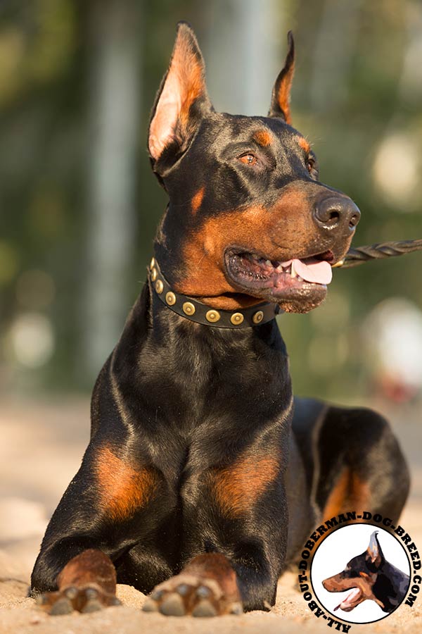 Doberman leather leash of genuine materials with brass plated hardware for tracking