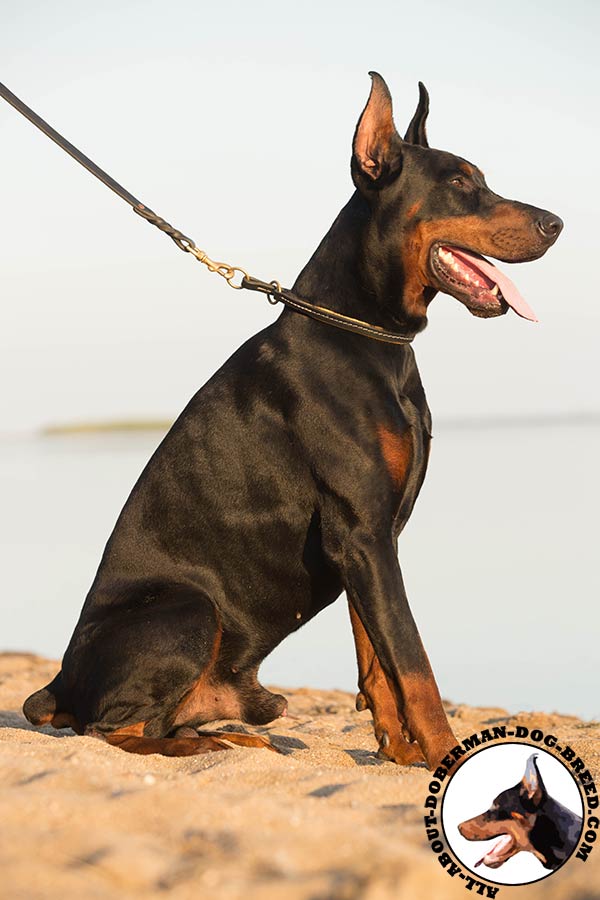 Doberman leather leash with reliable brass plated hardware for daily walks