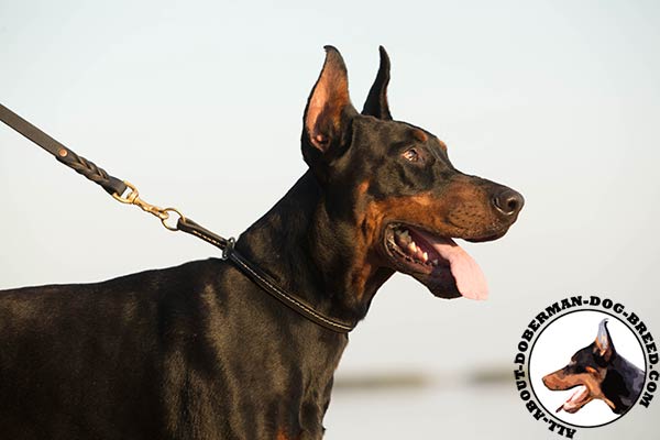 Doberman leather leash with strong hardware for any activity