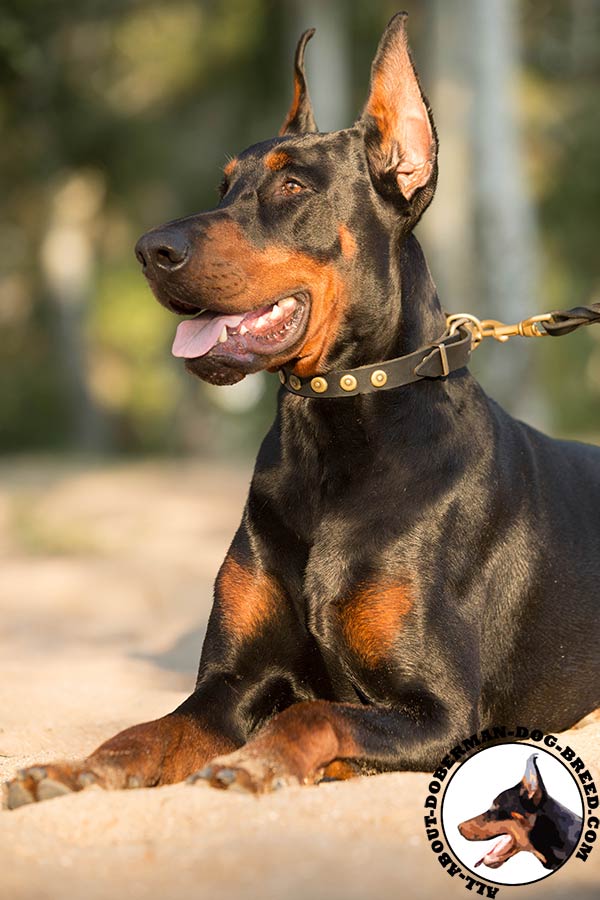 Doberman leather leash with rust-free brass plated hardware for tracking