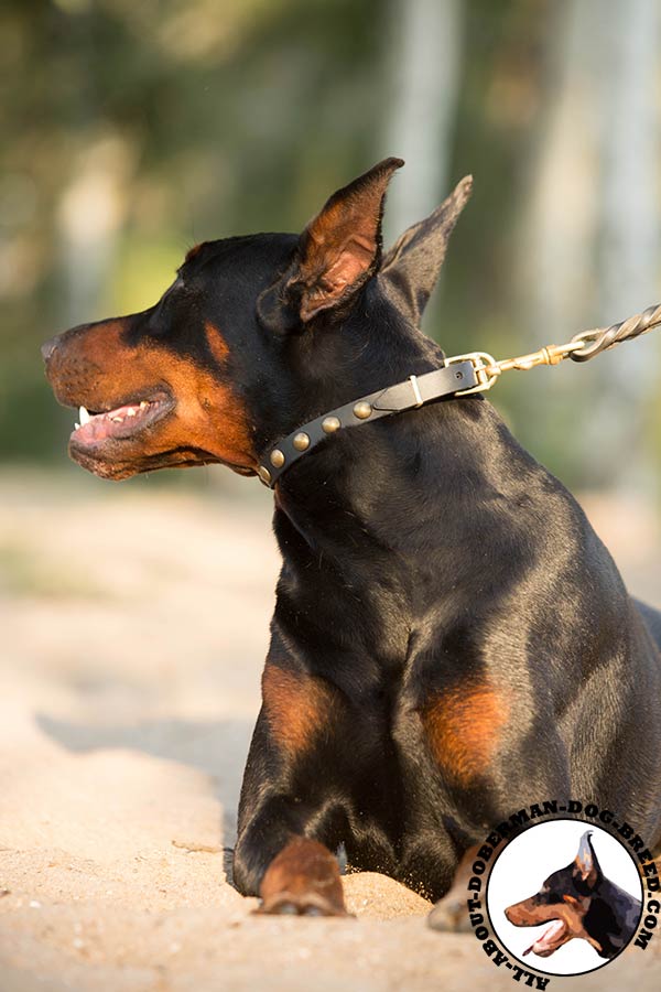 Doberman leather leash with durable brass plated hardware for basic training