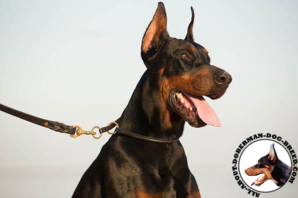Doberman leather leash with rustless brass plated hardware for walking