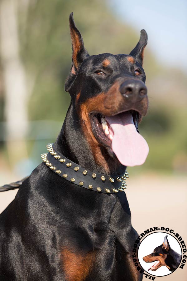 Doberman leather leash of lightweight material with brass plated hardware for any activity