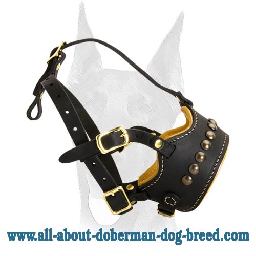 Comfortable decorated Doberman muzzle