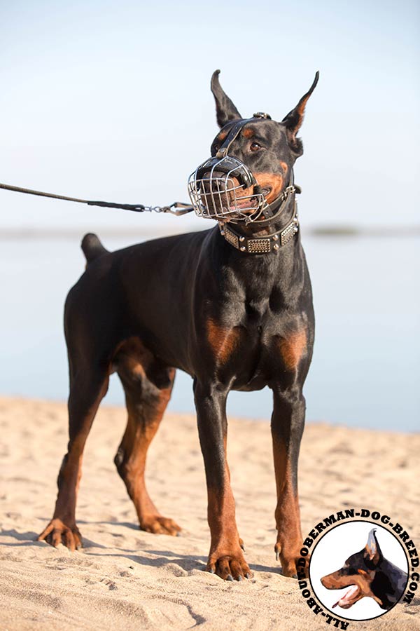Doberman wire cage muzzle free breathing nickel plated fittings for stylish walks