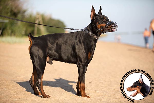 Doberman wire basket muzzle with durable hardware for stylish walks