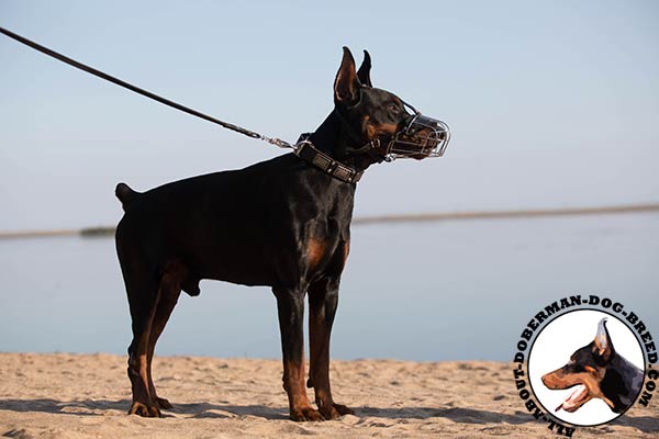 Doberman wire cage muzzle with strong fittings for walking