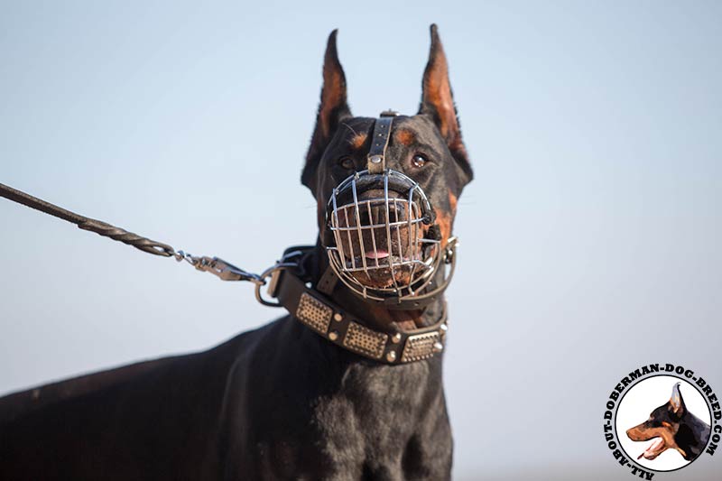 Best Fit dog Muzzle for Doberman wire Muzzle Doberman Breed Dog harness Muzzle Collar Leash 2024 BUY NOW