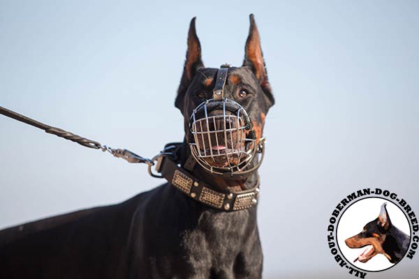 Perfect Doberman muzzle with nose padding