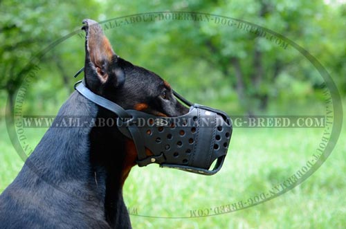 Everyday use leather Doberman muzzle