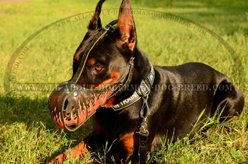 Walking Doberman muzzle