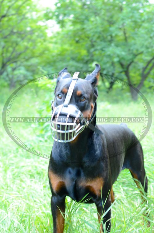 Training extra light weight Doberman muzzle