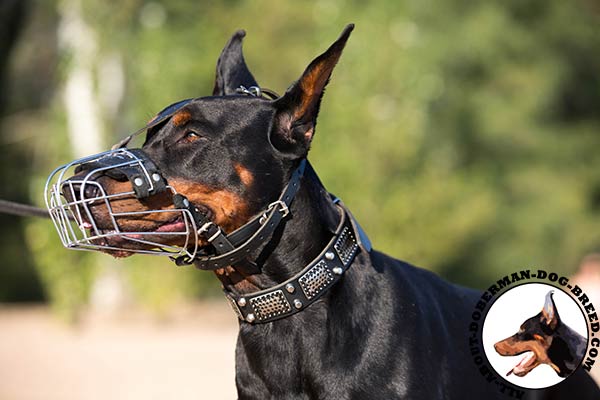 Wire basket muzzle for Doberman breed