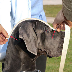 How to measure a dog