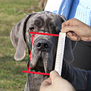 Get to know how to measure your dog