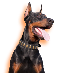 Doberman Dog 【Training】 Set of High-Quality Synthetics and 3 Toys as a Gift  : Doberman Breed: Dog Harness, Doberman Muzzle, Dog Collars