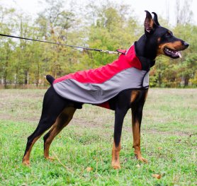 Doberman Pinscher Boarding Kennel