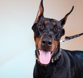 Doberman Pinscher Dog. Breed HIstory