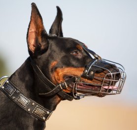 Measure your Dobie for the correct muzzle size
